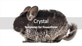  Presentation with evaluation of 5 years old boy - Beautiful theme featuring chinchilla 4 years old isolated backdrop and a  colored foreground