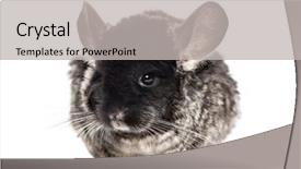  Presentation with old - PPT layouts with chinchilla 4 years old isolated background and a  colored foreground