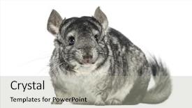  Presentation with scroll paper isolated on white - Amazing PPT theme having chinchilla facing isolated on white backdrop and a  colored foreground