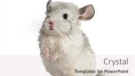  Presentation with white - Theme having chinchilla-on-hind-legs-isolated background and a soft green colored foreground