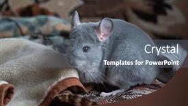  Presentation with carpet - PPT theme consisting of chinchilla-on-the-carpet-indoors background and a gray colored foreground