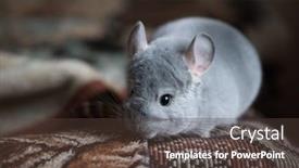  Presentation with carpet - Beautiful PPT layouts featuring chinchilla-on-the-carpet-indoors backdrop and a tawny brown colored foreground