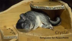  Presentation with sleeping - Slide set featuring chinchilla-sleeping-on-the-wooden background and a gold colored foreground