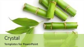  Presentation with bamboo - PPT theme having chinese - branches of bamboo isolated background and a yellow colored foreground
