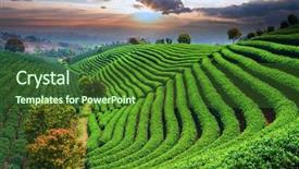  Presentation with tea - Beautiful presentation design featuring chinese beauty - tea plantations under sky backdrop and a forest green colored foreground