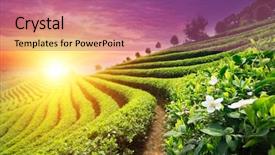  Presentation with tea - Presentation design featuring chinese beauty - tea plantations background and a coral colored foreground