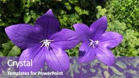  Presentation with blue flower - PPT theme enhanced with chinese bellflower also known background and a light blue colored foreground