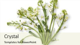  Presentation with chinese chinese - Cool new slides with chinese-broccoli-on-white-background backdrop and a soft green colored foreground