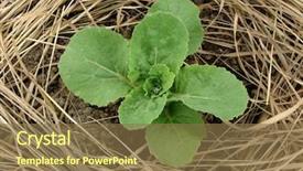  Presentation with mulch - Beautiful slides featuring growing among dry grass mulch backdrop and a tawny brown colored foreground