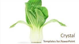  Presentation with medicina tradicional chinesa chinese herb - Slide deck featuring chinese cabbage standing on white background and a cream colored foreground