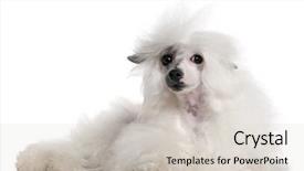  Presentation with chinese new year firecrackers - Colorful slide deck enhanced with chinese crested dog 1 year backdrop and a  colored foreground