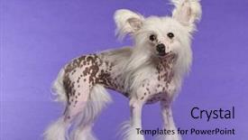  Presentation with old dog - Slides enhanced with chinese crested dog 9 months background and a light blue colored foreground