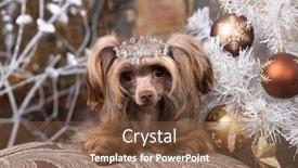  Presentation with dog christmas - Amazing theme having chinese-crested-dog-and-christmas backdrop and a tawny brown colored foreground