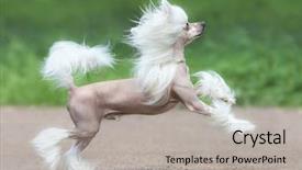  Presentation with chinese chinese - Amazing PPT theme having chinese crested dog breed male backdrop and a light gray colored foreground