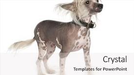  Presentation with dog - Presentation theme having chinese crested dog hairless dog background and a  colored foreground