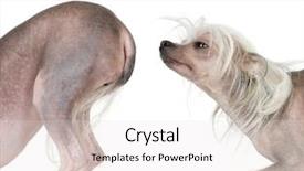  Presentation with dog - Presentation theme having chinese crested dog hairless dog background and a white colored foreground