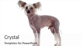  Presentation with chinese - Colorful PPT layouts enhanced with man beside the darts plate to explain in detail is introduced backdrop and a sky blue colored foreground