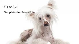  Presentation with old dog - Colorful theme enhanced with chinese crested dog lying down backdrop and a  colored foreground