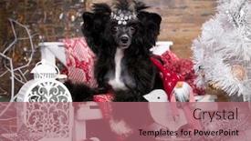  Presentation with dog christmas - Beautiful PPT theme featuring chinese-crested-dog-new-year backdrop and a coral colored foreground