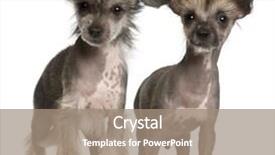  Presentation with old dog - Slide deck consisting of chinese crested dog puppies 2 months old standing in front of white background background and a coral colored foreground