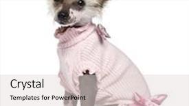  Presentation with old dog - Colorful PPT layouts enhanced with chinese crested dog puppy 4 months old sitting in pink and looking at camera against white background backdrop and a lemonade colored foreground