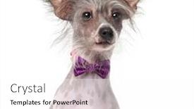 Presentation with old dog - Presentation theme featuring chinese crested dog wearing a bow tie 8 months old in front of a white background background and a white colored foreground