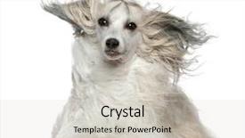  Presentation with old dog - Amazing PPT theme having two sister girls friends walking holding hand in urban modern skyline on grass lawn backdrop and a tawny brown colored foreground