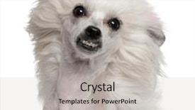  Presentation with food dimsum chinese in china - Theme enhanced with chinese crested dog with hair background and a light gray colored foreground