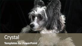  Presentation with siberian husky dog black - Slide deck featuring chinese crested dog background and a gray colored foreground