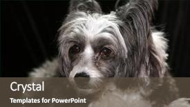  Presentation with chinese - Cool new theme with chinese crested dog backdrop and a tawny brown colored foreground