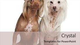  Presentation with sad dog abandoned dogs - Audience pleasing presentation theme consisting of chinese crested dogs 11 backdrop and a  colored foreground