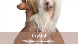  Presentation with dogs - PPT theme featuring chinese crested dogs 11 background and a coral colored foreground