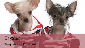  Presentation with red white blue patriotic - PPT theme having chinese crested puppy 4 months background and a red colored foreground