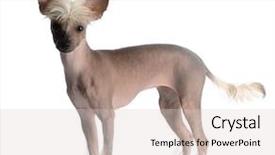  Presentation with chinese - Colorful PPT theme enhanced with chinese-crested-puppy-looking backdrop and a lemonade colored foreground