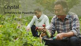  Presentation with eat - Beautiful slides featuring chinese eat - senior couple in garden backdrop and a violet colored foreground