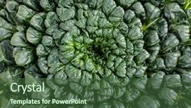  Presentation with cabbage - Presentation theme with general assembly - vermont state house montpelier vermont background and a light gray colored foreground.