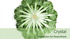  Presentation with medicina tradicional chinesa chinese herb - Beautiful PPT theme featuring chinese flat cabbage brassica backdrop and a mint green colored foreground