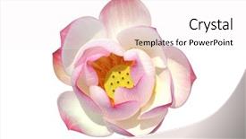  Presentation with white lotus flower - PPT layouts featuring lotus flower isolated on white background and a sky blue colored foreground