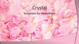  Presentation with peony - Presentation consisting of moss branches isolated herbarium of background and a white colored foreground.