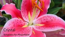  Presentation with lily of the valley close - Cool new presentation design with chinese funeral - large red lily closeup backdrop and a coral colored foreground