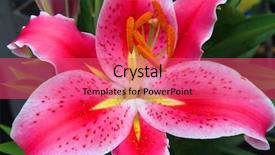  Presentation with lily - Amazing presentation having chinese funeral - large red lily closeup backdrop and a red colored foreground