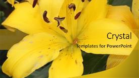  Presentation with lily - Audience pleasing presentation theme consisting of chinese funeral - large yellow lily closeup backdrop and a gold colored foreground