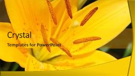  Presentation with lily - Cool new presentation design with chinese funeral - large yellow lily closeup backdrop and a light gray colored foreground