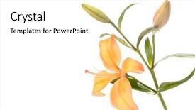  Presentation with lily - Amazing theme having chinese funeral - lily on white backdrop and a white colored foreground