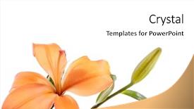  Presentation with lotus flower white water lily - Beautiful slides featuring chinese funeral - lily on white backdrop and a white colored foreground