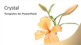  Presentation with funeral - Amazing slides having chinese funeral - orange lily backdrop and a white colored foreground