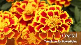  Presentation with ornamental border for the design - Amazing presentation theme having chinese funeral - ornamental marigolds backdrop and a crimson colored foreground
