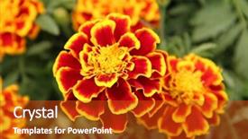  Presentation with funeral - Presentation consisting of chinese funeral - ornamental marigolds background and a crimson colored foreground