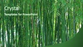  Presentation with bamboo - PPT theme having chinese garden - bamboo forest background background and a forest green colored foreground