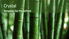  Presentation with bamboo - Presentation theme enhanced with chinese garden - bamboo forest close up background and a tawny brown colored foreground